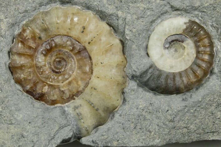 Two Fossil Ammonites (Promicroceras) - Lyme Regis #351284